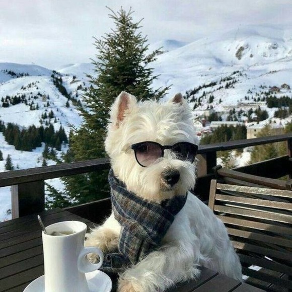 Meet your Posher, Sylvia Thanks for "Shopping By"! - Picture 6 of 6